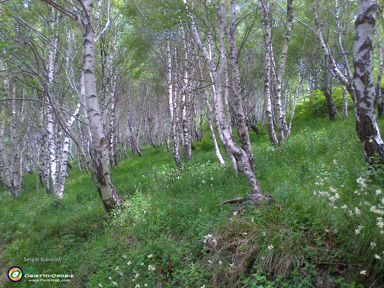34 Bel bosco di betulle.jpg